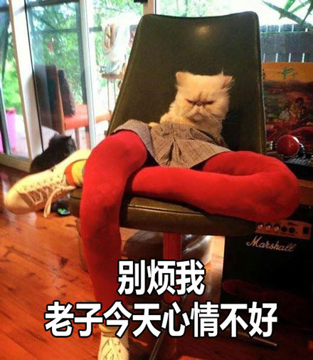 大长腿性感小野猫表情包来啦 聊天斗图直接用