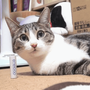 MAKO0MAKO0主题 猫咪凝视动图表情包合集