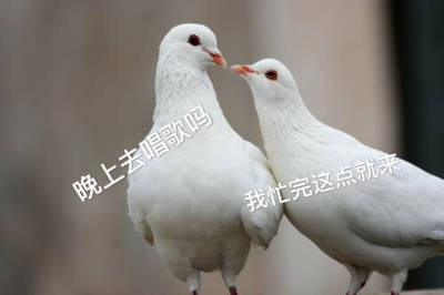 打工人/学生党必存！这套鸽子表情包完美还原你和朋友的日常