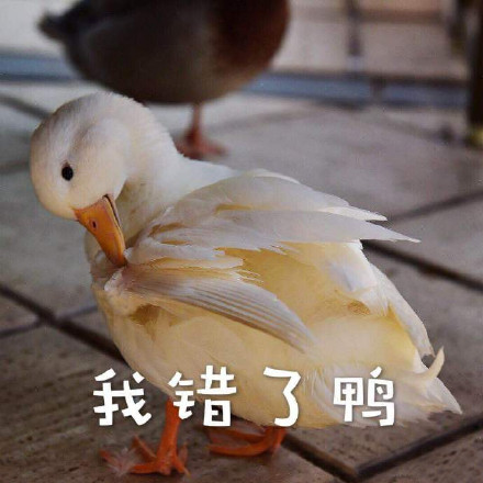 超实用鸭鸭表情包合集