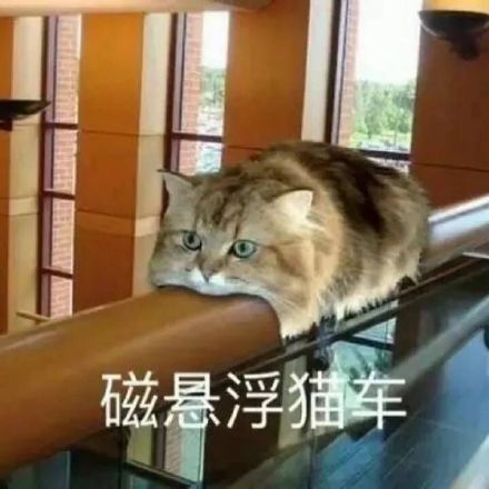 救命！这套猫咪表情包也太治愈了，快拿去吸猫
