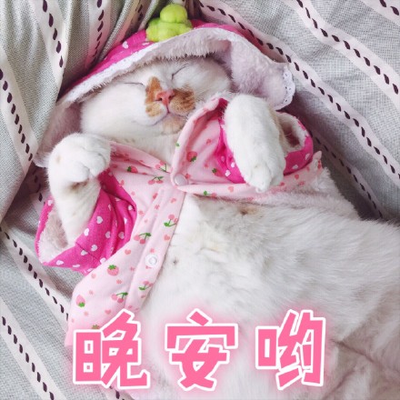 软萌猫咪表情包合集 聊天斗图氛围感拉满