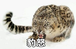 超火的“非常豹笑”表情包合集来了