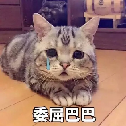 一脸委屈的猫猫表情包合集