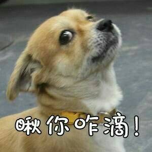 狗狗怼人表情包来啦！放话要和你当场battle谁更会怼