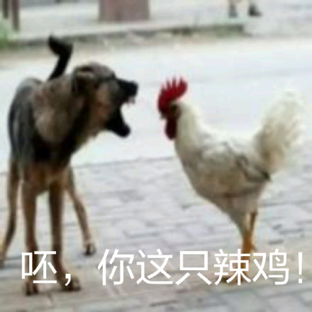 鸡年斗图必备！这套鸡元素表情包太好用了