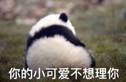 软萌熊猫团子表情包合集