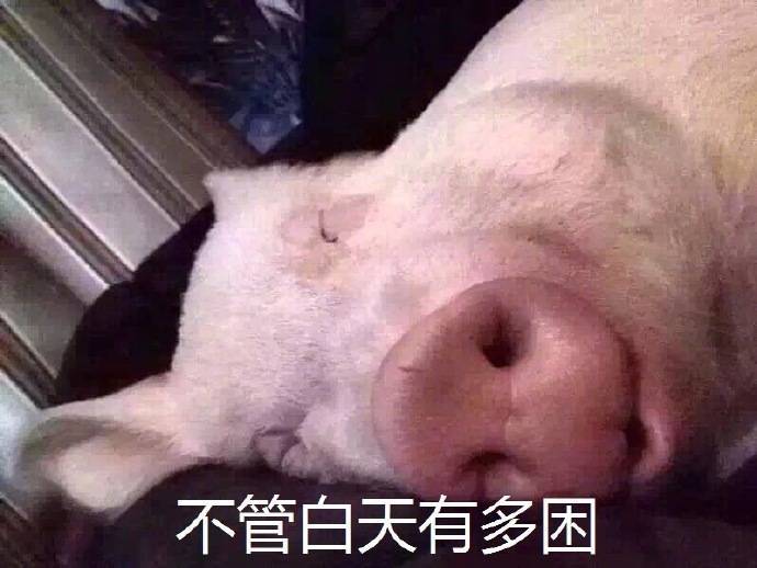 白天困成狗晚上却精神到失眠？这套表情包戳中你了吗