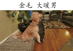 盘点热门汪星人表情包合集，你最pick哪一只？