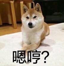 汪星人喵星人可爱表情包合集