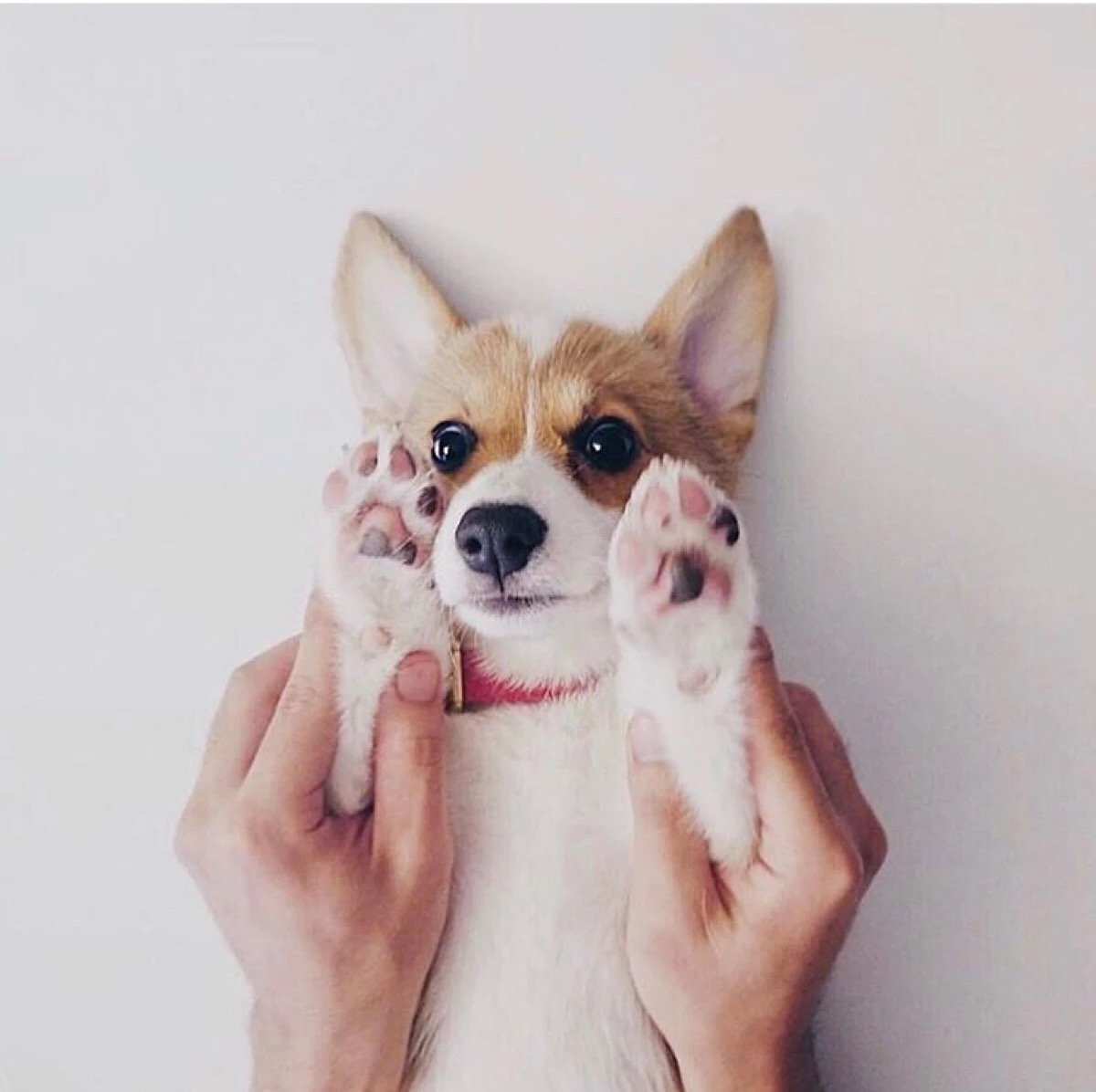 软萌柯基头像合集，适配微信QQ聊天用