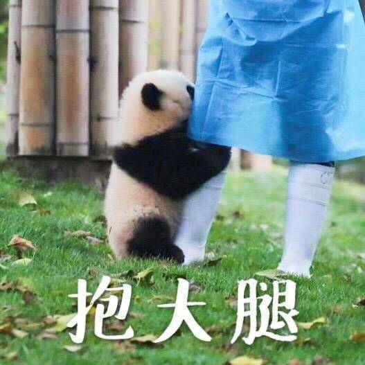软萌熊猫团子表情包合集