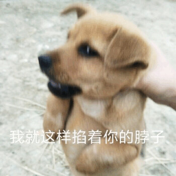 可爱汪星人表情包合集