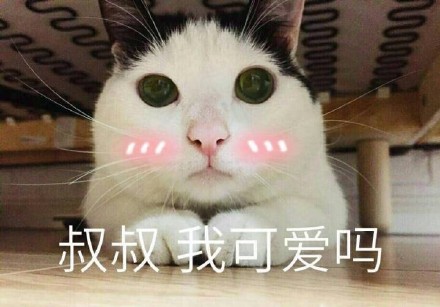 猫咪萌萌表情包合集来啦