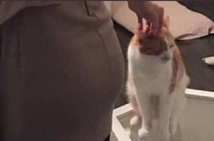 吵架专用！吐槽对象只爱撸我猫的表情包来了