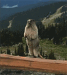 # 土拨鼠山鼠怒吼表情包合集 斗图用的萌系表情包