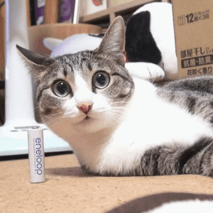 MAKO0MAKO0主题 猫咪凝视动图表情包合集