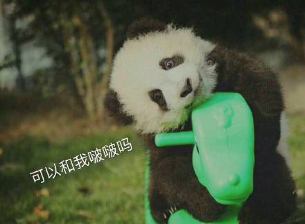 软萌熊猫团子表情包合集