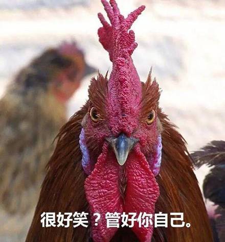 鸡哥这套表情包，主打一个社会感