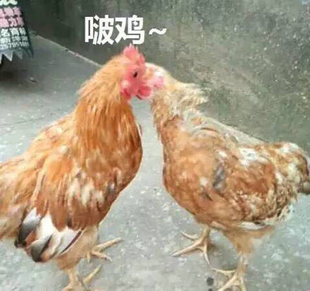 鸡哥这套表情包，主打一个社会感