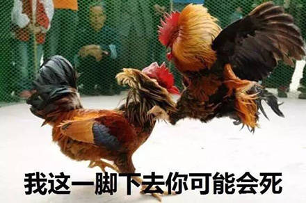 鸡哥这套表情包，主打一个社会感