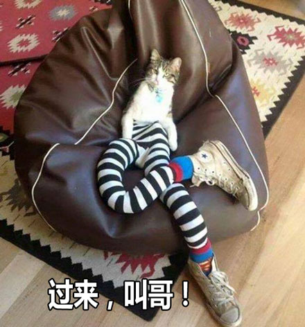 大长腿性感小野猫表情包来啦 聊天斗图直接用