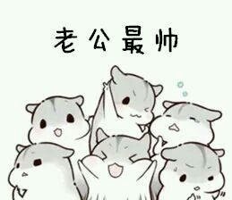 软萌仓鼠撒娇表情包合集