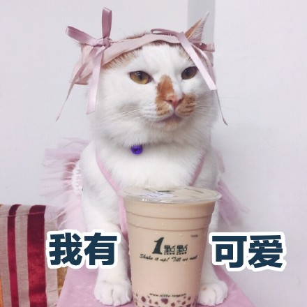 软萌猫咪表情包合集 聊天斗图氛围感拉满