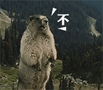 # 土拨鼠山鼠怒吼表情包合集 斗图用的萌系表情包