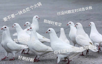 打工人/学生党必存！这套鸽子表情包完美还原你和朋友的日常