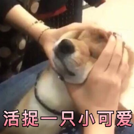 超实用汪星人表情包合集