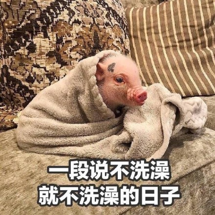 春节宅家的真实写照！这组表情包太戳人了