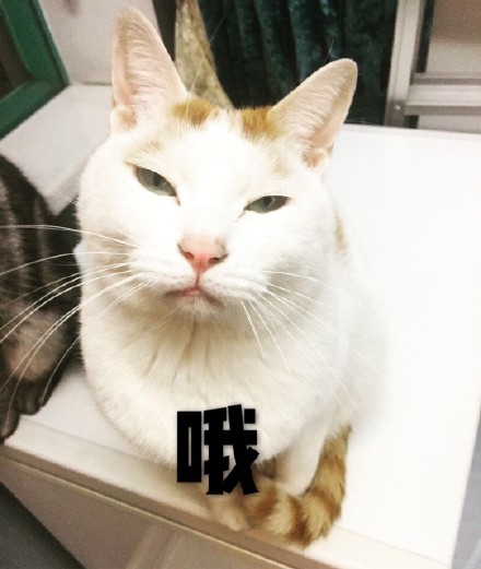 我家那只戏精小猫，表情包太绝了