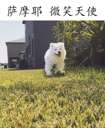 盘点热门汪星人表情包合集，你最pick哪一只？