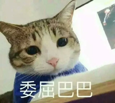 一脸委屈的猫猫表情包合集