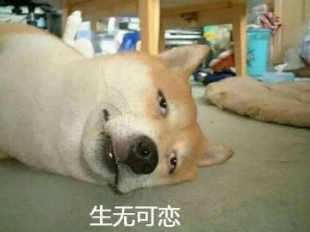 超火柴犬表情包合集！聊天斗图直接用
