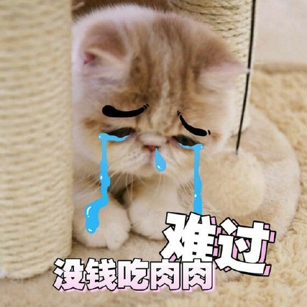 超实用！这套猫咪表情包帮你精准表达情绪