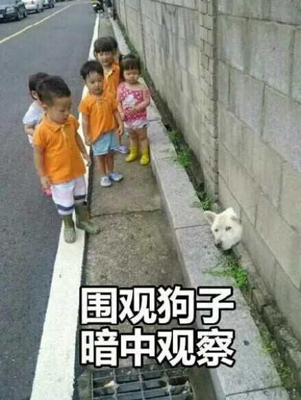 聊天斗图必备！暗中观察系列表情包合集