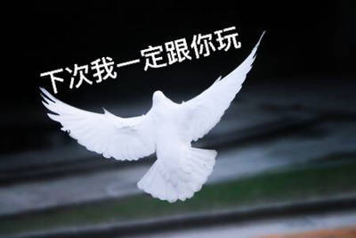 打工人/学生党必存！这套鸽子表情包完美还原你和朋友的日常