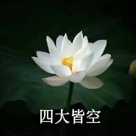 佛系荷花表情包来啦！日常斗图用这个超合适