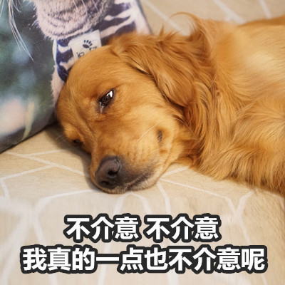 金毛Buddy演活了女友生气时的口是心非