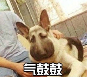 汪星人气鼓鼓表情包来啦