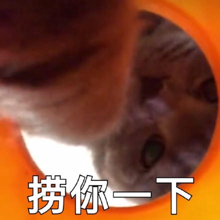 分享一组超实用喵星人聊天表情包