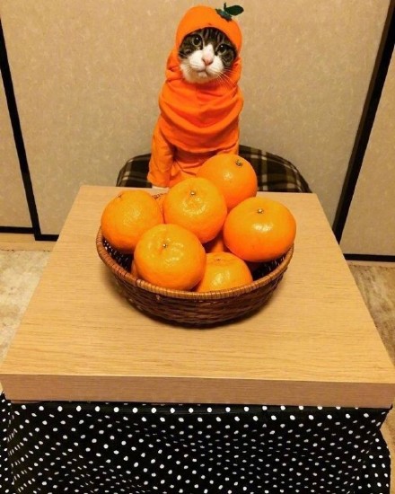 这组猫咪表情包太绝了！拍完就开饭