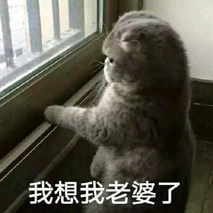 超实用！这套猫咪表情包帮你精准表达情绪