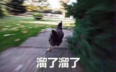 鸡哥这套表情包，主打一个社会感