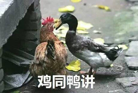 鸡哥这套表情包，主打一个社会感