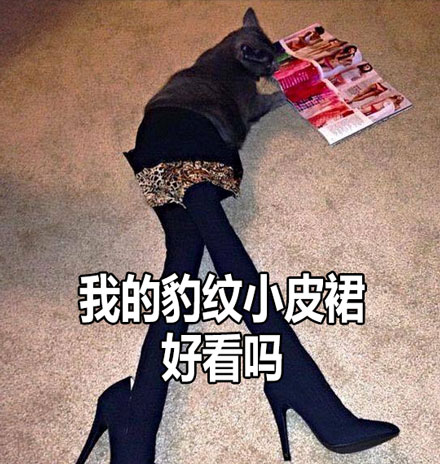 大长腿性感小野猫表情包来啦 聊天斗图直接用