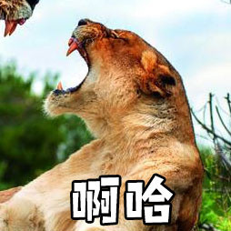 情侣互动感拉满！这套“娘子 啊哈”表情包太适合拌嘴秀恩爱了