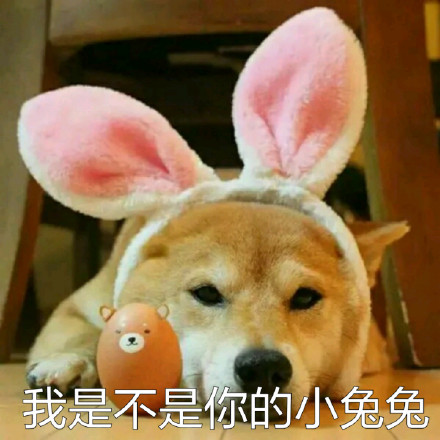 # 火遍全网的柴犬Doge，才是表情包界的老大哥